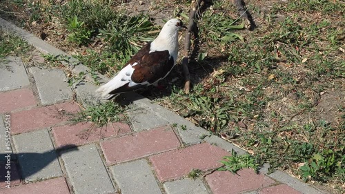A close-up image of a pigeon standing and feeding on the ground, captured in stunning 4K resolution.