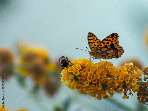 Queen of Spain Fritillary (Issoria lathonia) Feeding on Buddleja Flower Wild Butterfly on Golden Blossoms – Nature Macro Photography and a bee