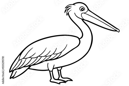An illustration of a white pelican, a majestic water bird with a prominent beak and white feathers, often found in nature and wildlife settings