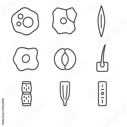 Floral Cell Icons. Outline style icons of Floral Cell & Tissue Types: parenchyma cell, collenchyma cell, sclerenchyma fiber,