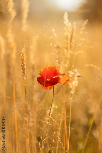 Czerwone maki (poppies), kwiaty polne, letnia polana, efekt bokeh. Tło kwiatowe lub tapeta do projektu
