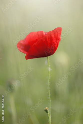 Czerwone maki (poppies), kwiaty polne, letnia polana, efekt bokeh. Tło kwiatowe lub tapeta do projektu