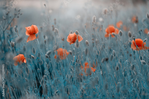 Czerwone maki (poppies), kwiaty polne, letnia polana, efekt bokeh. Tło kwiatowe lub tapeta do projektu