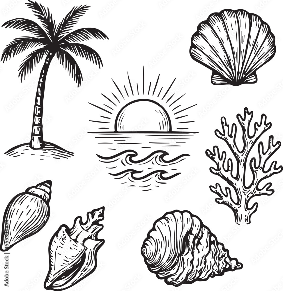 Obraz premium vector set of sea shells