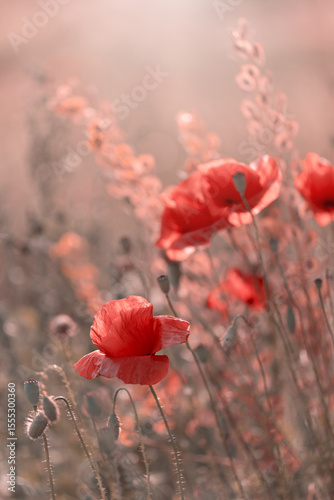 Czerwone maki (poppies), kwiaty polne, letnia polana, efekt bokeh. Tło kwiatowe lub tapeta do projektu