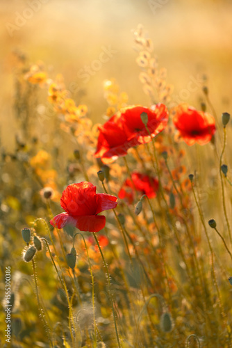 Czerwone maki (poppies), kwiaty polne, letnia polana, efekt bokeh. Tło kwiatowe lub tapeta do projektu