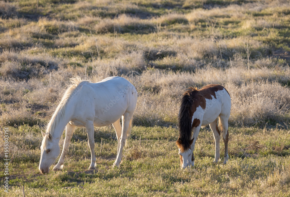 Fototapeta premium Wild Horse Mare and Foal in Springtime in the Utah Desert
