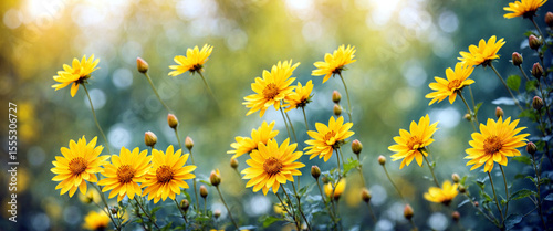 selective focus of yellow flowers in a sunny field