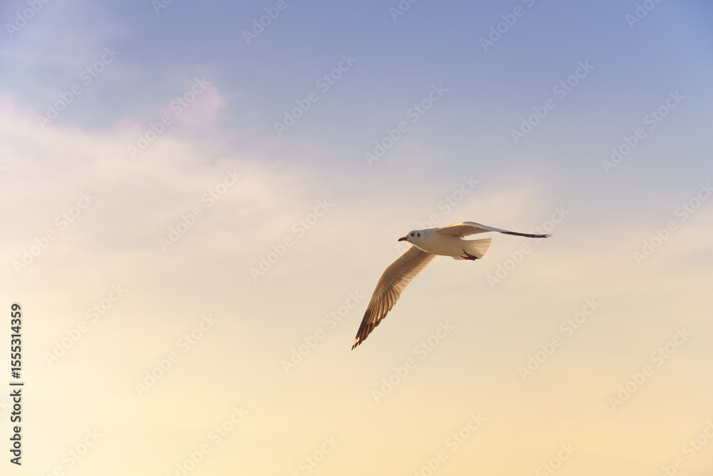 Obraz premium Bird flying at sunset