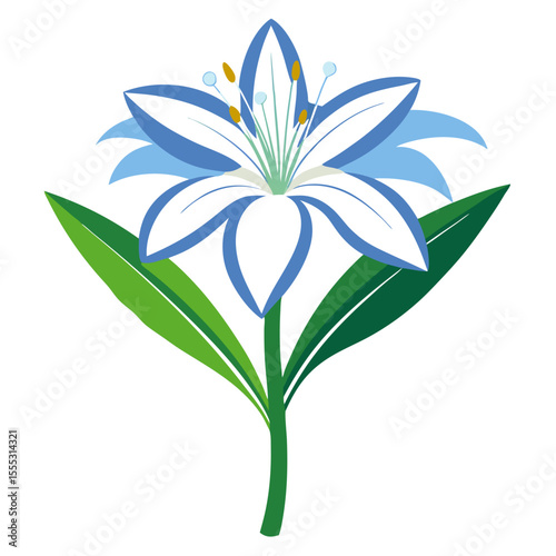 white background on flower Agapanthus (Lily of the Nile)