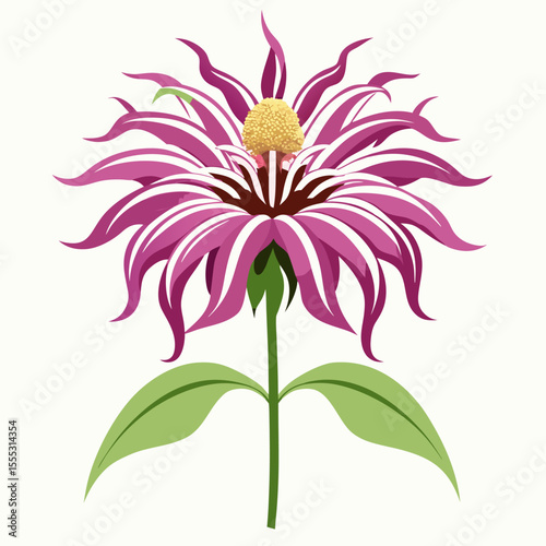 white background on flower Bee Balm (Monarda)