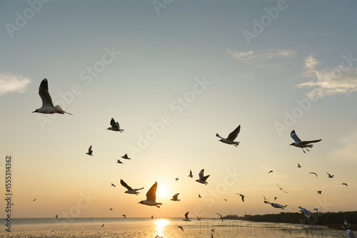 Backlit Group of birds flying at sunset