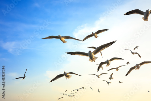 Birds flying at sunset