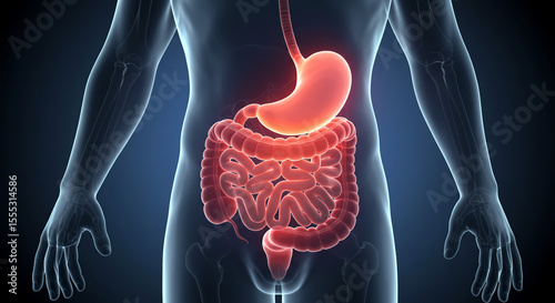 Human Digestive System Illustration Anatomy Biology Medical Stomach Intestines Health Body Digestion