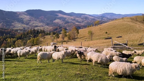 Ukrainian highlanders Hutsuls are engaged in cattle breeding, sheep graze on a mountain pasture against the backdrop of autumn in the Carpathians