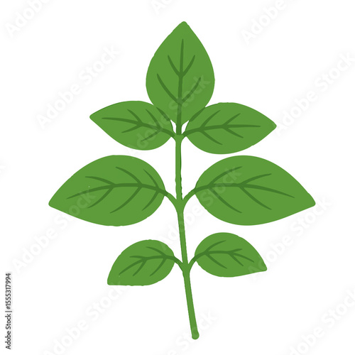 basil illustration vector on white background
Vector illustration icon fruits, vegetables on white background