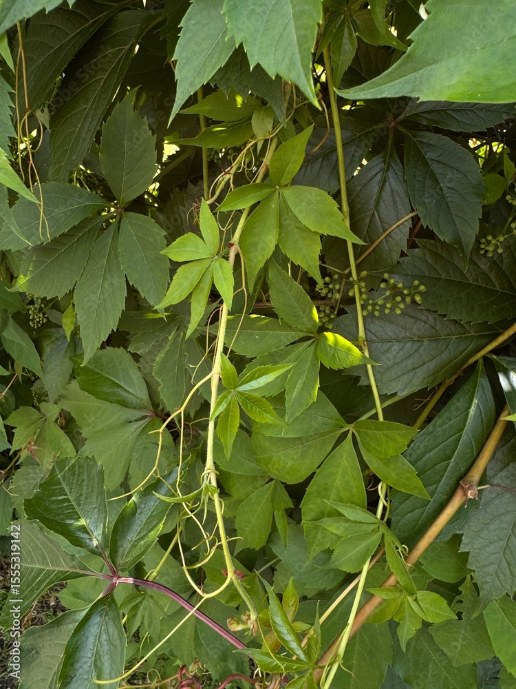 Fototapeta premium Green leaves of maiden grapes, young shoots, tendrils of vines, park plants