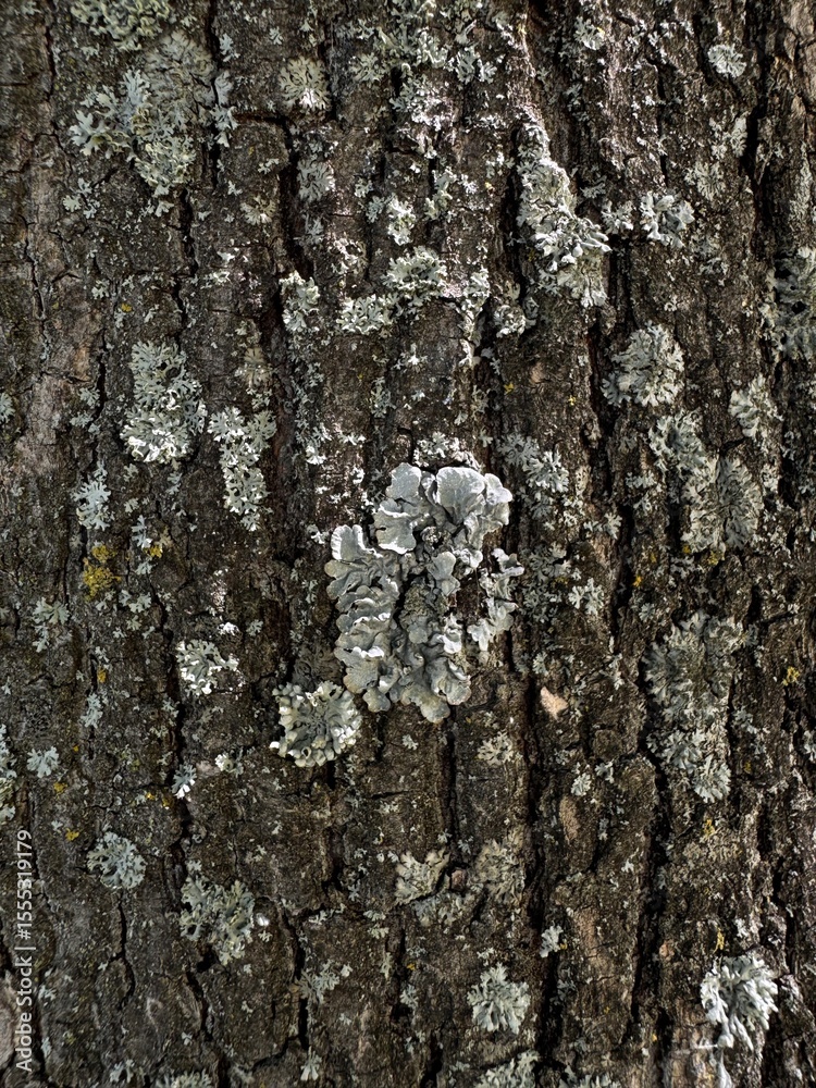 Fototapeta premium Tree bark texture, tree trunk covered with gray lichen