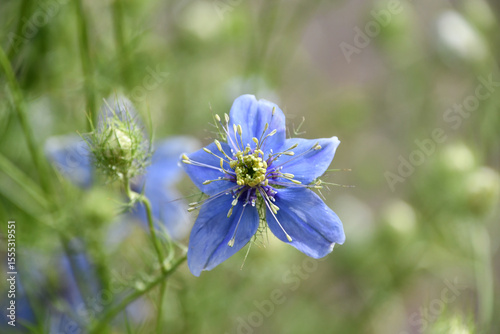 クロタネソウ　Nigella