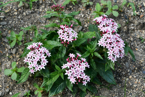 クササンタンカ（ペンタス）　Egyptian starcluster