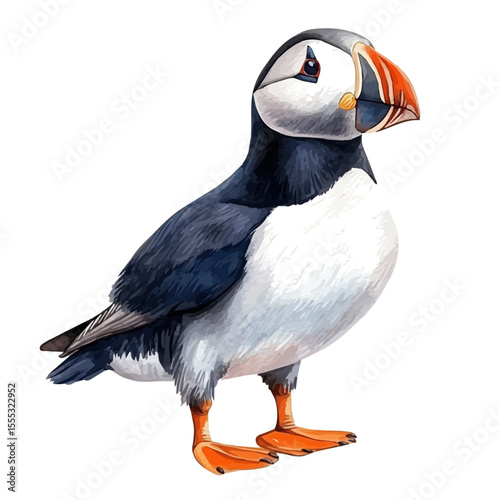 Puffin, watercolor vector, isolated on a white background.