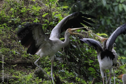Photography Photo of two Yellow-billed Storks (Mycteria ibis), KL Bird Park, Kuala Lumpur, M
