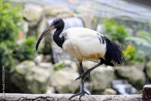 Canvas Print Closeup photo of an African Sacred Ibis (Threskiornis aethiopicus), KL Bird Park