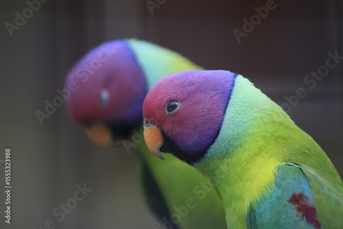 Photography Closeup photo of a Blossom-headed Parakeet (Psittacula roseata), KL Bird Park, K
