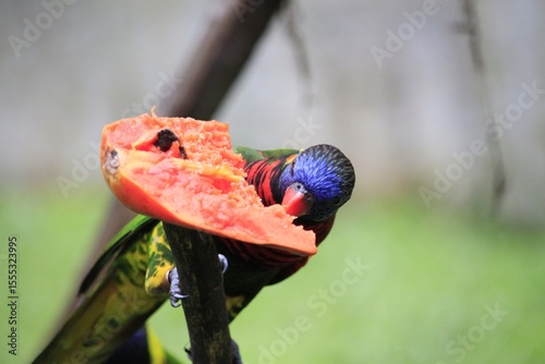 Photography Closeup photo of a Rainbow Lorikeet  (Trichoglossus moluccanus) eating, KL Bird
