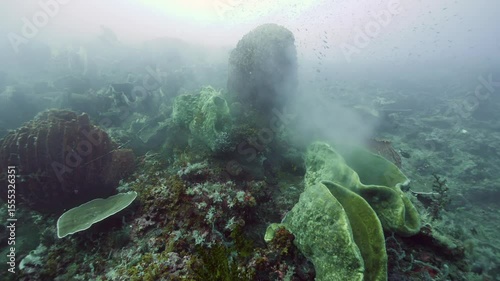 Experience the tranquil underwater beauty as warm water slowly rises from hydrothermal vents surrounded by large coral formations. Captured in slow motion at Kepulauan Banda, Indonesia.