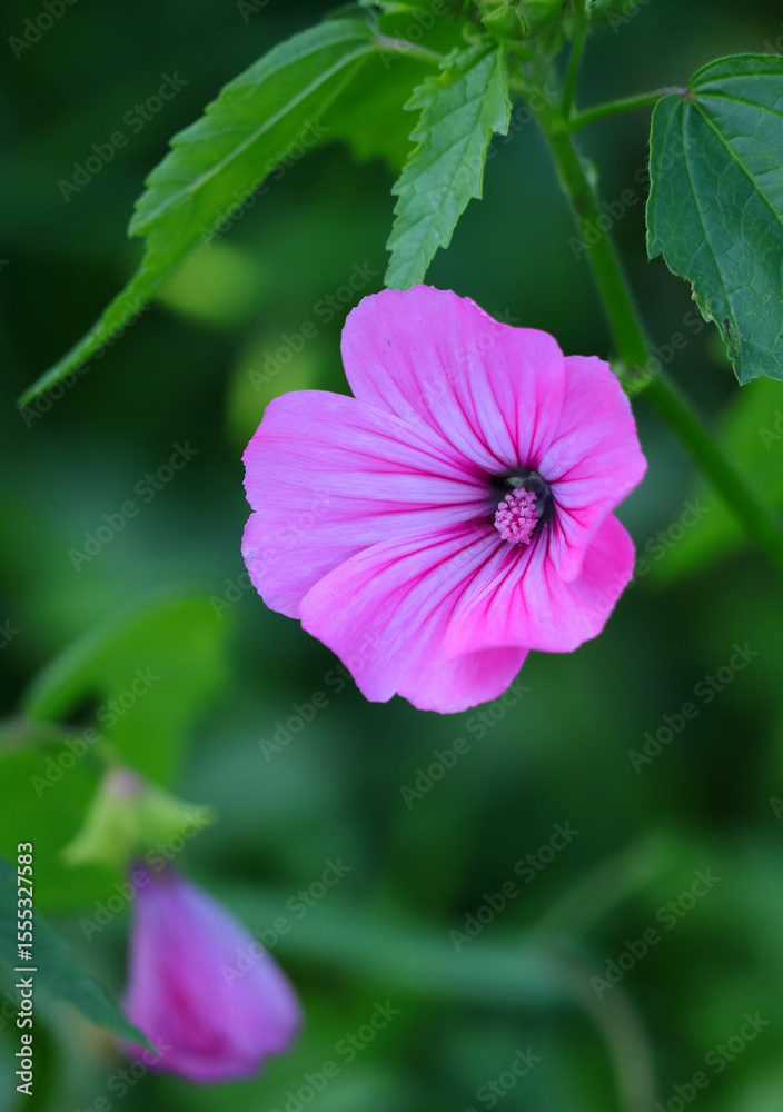 Fototapeta premium Spring, Portugal. Pink Lavatera flower in nature, also known as Pink Mallow or Pink Malva. Lavatera rosa. Malvaceae Family.