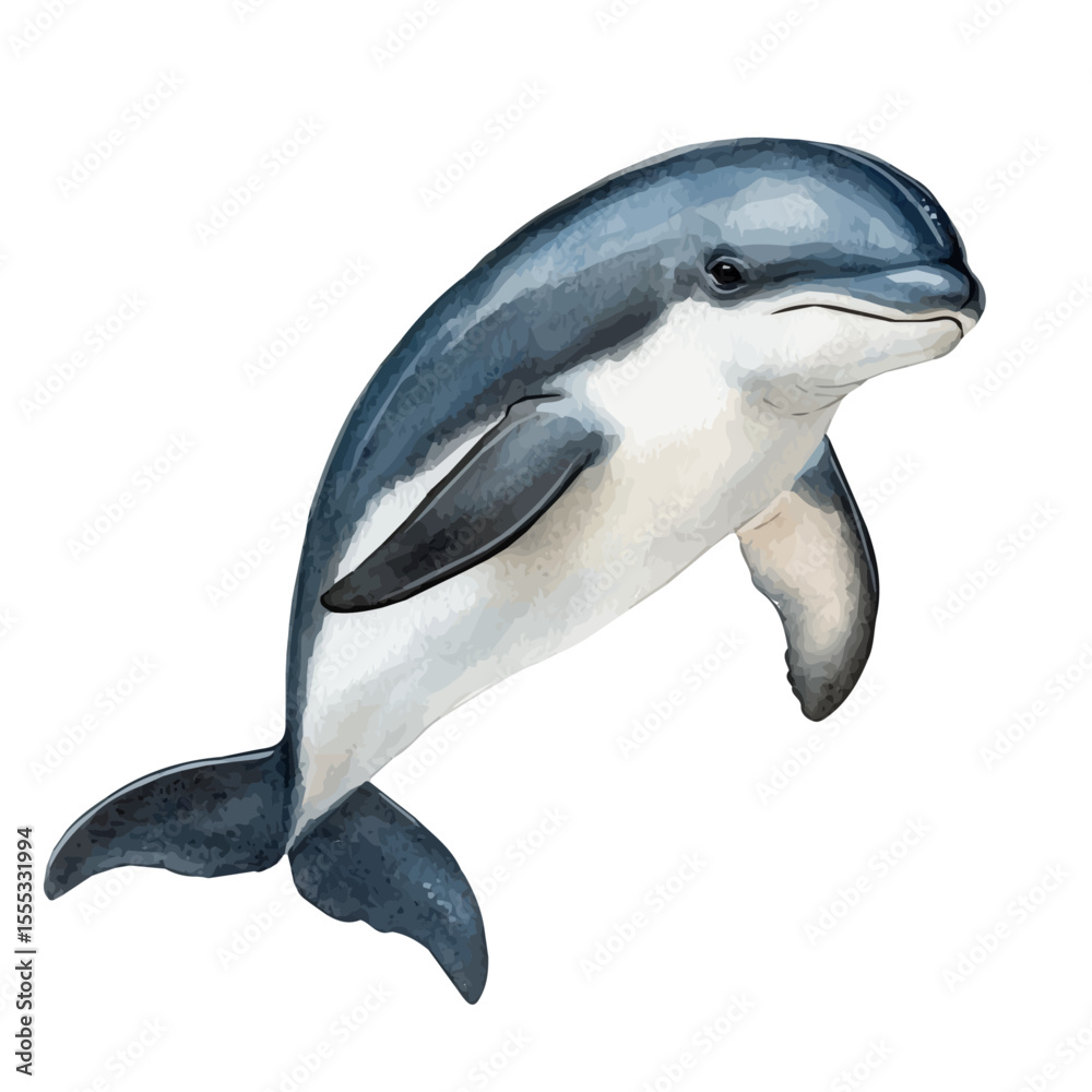 Fototapeta premium Porpoise Close Up, watercolor painting vector, isolated on a white background.