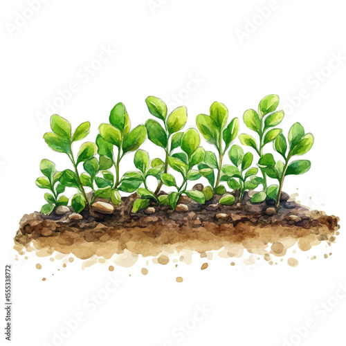 watercolor of Planting Bar, vector, isolated on a white background.