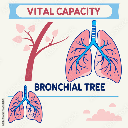Lung Function Infographic with Airflow and Vital Capacity Stats – Vector for Respiratory Education, Medical Posters, and Health Apps