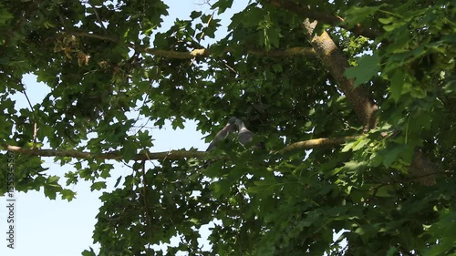 Two doves resting on a maple branch, captured in stunning 4K detail.