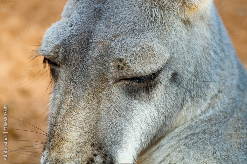 kangaroo close up kangaroo close up