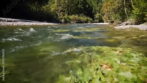 River flows by the treeline, algae blooms along the surface
