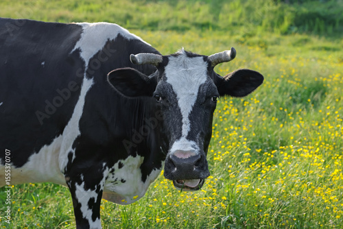 Beautiful cow grazing on green meadow, space for text. Farm animal