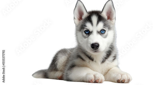 Adorable husky puppy with striking blue eyes, lying on a white background.