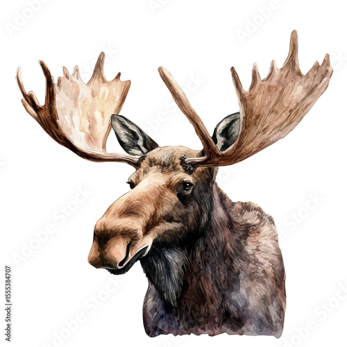 Moose Close Up, watercolor drawing vector, isolated on a white background.
