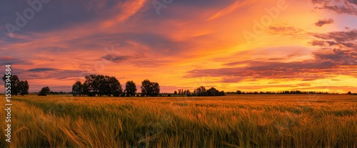 Golden Wheat Field at Sunset with Vibrant Orange Sky and Distant Trees Landscape