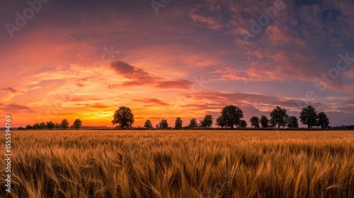 Golden Wheat Field with Sunrise Sky and Dark Silhouetted Trees on Horizon