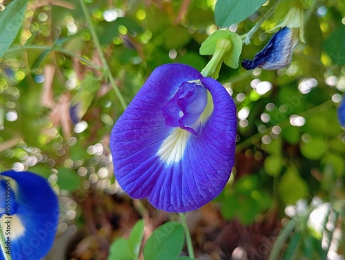 Close-Up of Fresh Butterfly Pea Flower (Clitoria ternatea), Locally Known as Bunga Telang, Blooming Among Green Leaves, Used for Herbal Tea, Natural Dye, and Traditional Medicine