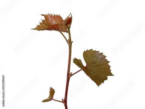 Young Grape Seedling Shoot with Tender Reddish Green Leaves and Thin Stem Isolated on White Background, Early Growth Stage of Vitis vinifera in Home Vineyard Cultivation