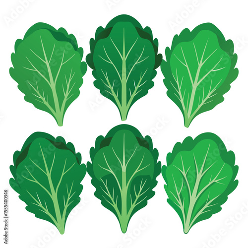 six kale vegetable separately set  isolated  on white background