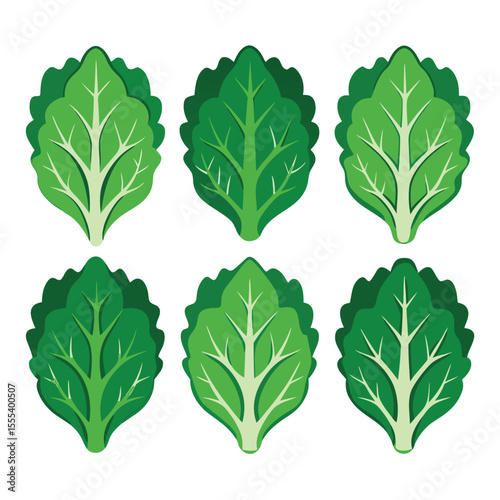 six kale vegetable separately set  isolated  on white background