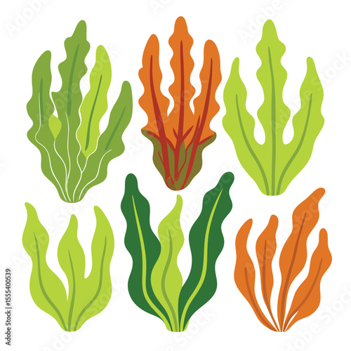six kelp vegetable separately set  isolated  on white background