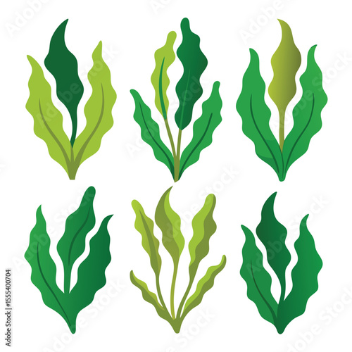 six kelp vegetable separately set  isolated  on white background