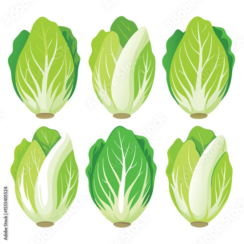 six napa cabbage vegetable separately set  isolated  on white background