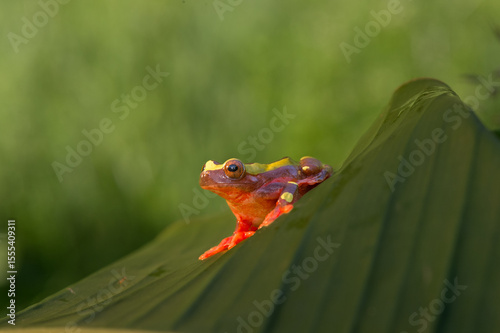 red tree frog climbing in tropical Amazon rain forest. Small amphibian with big eyes, Dendropsophus leucophyllatus from exotic jungle of Peru, brazil. Beautiful macro of small cute rainforest animal